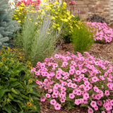 Supertunia Vista Bubblegum