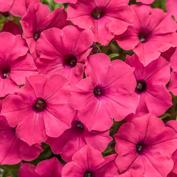 Supertunia Vista Fushia