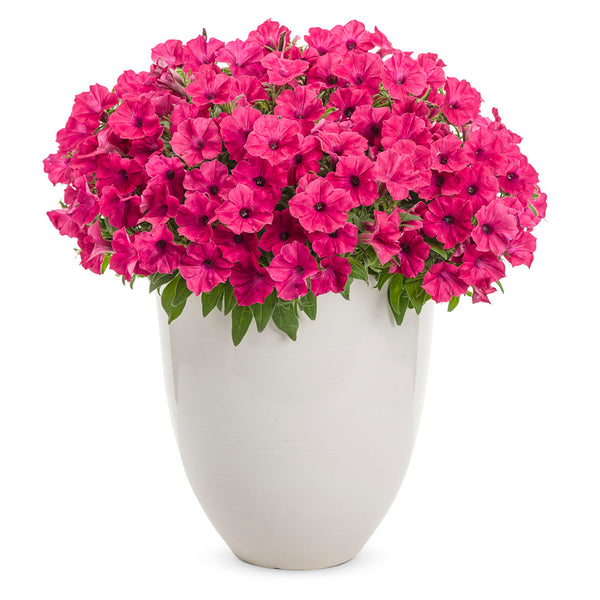 Supertunia Vista Fushia