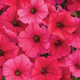 Supertunia Vista Paradise