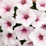 Supertunia Vista Silverberry