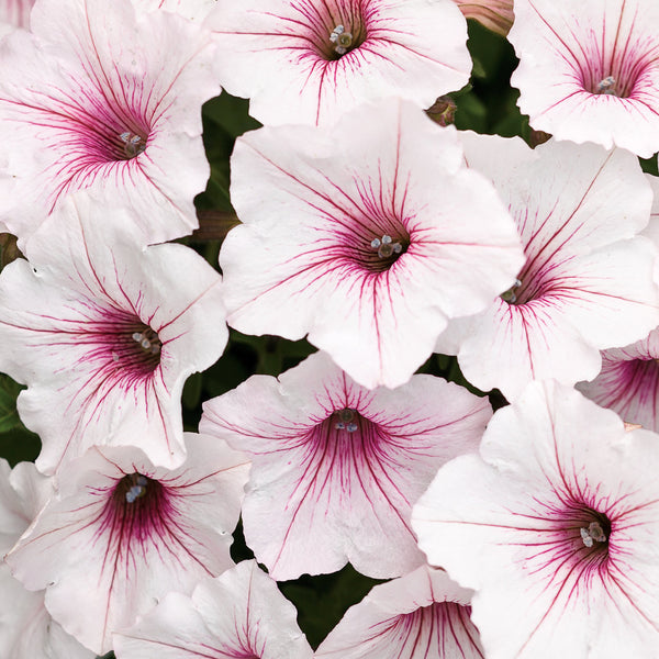 Supertunia Vista Silverberry