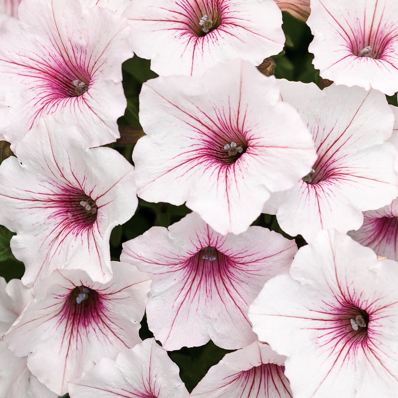 Supertunia Vista Silverberry
