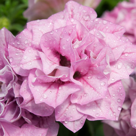 Surfinia Summer Double Pink