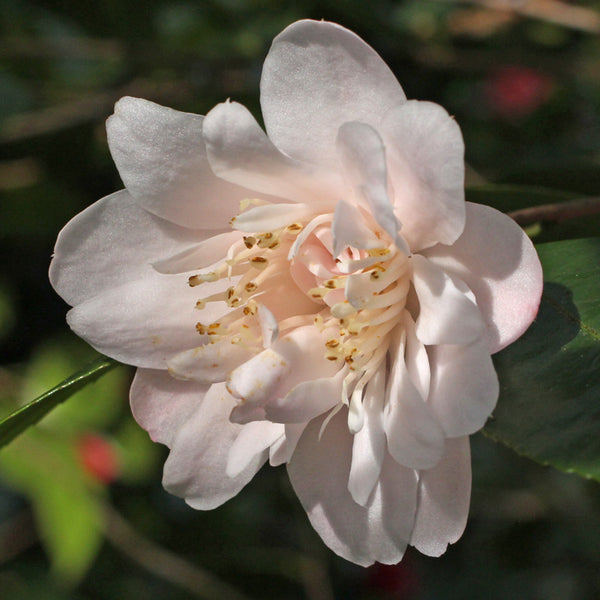Camellia Tiny Princess