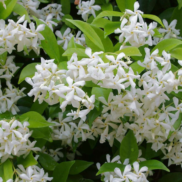 Trachelospermum jasminoides