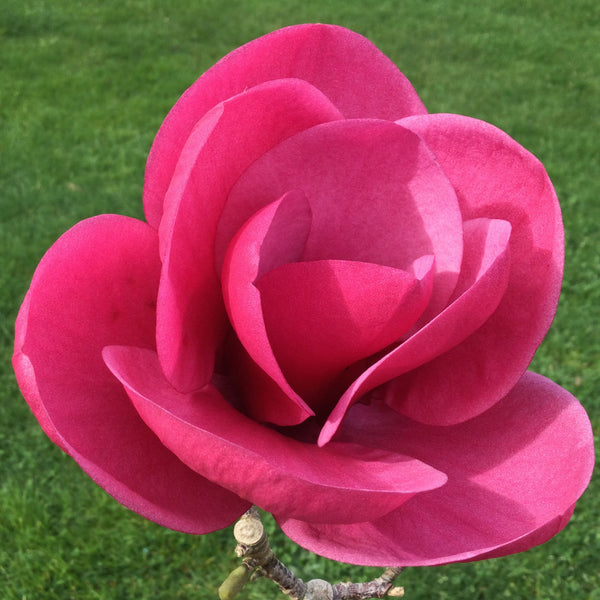 Magnolia 'Watermelon'