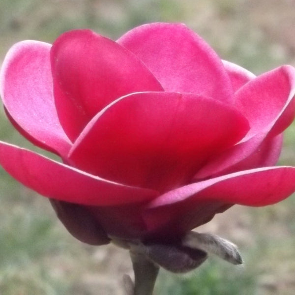 Magnolia 'Watermelon'