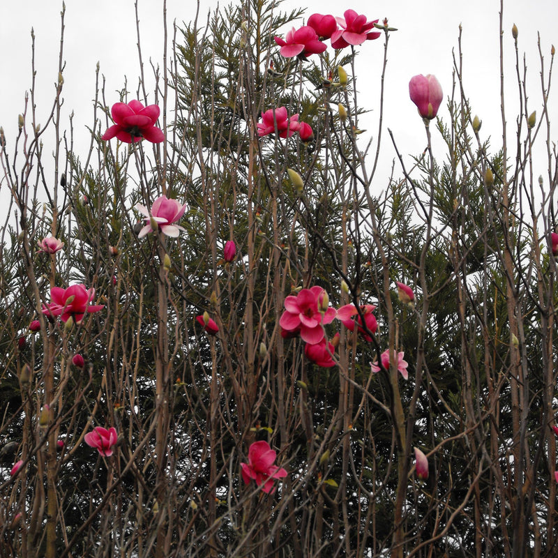 Magnolia 'Watermelon'
