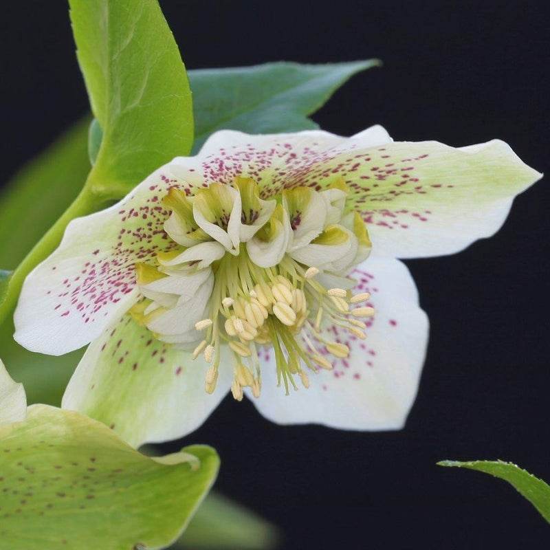 Helleborus 'White Tutu'
