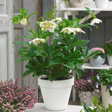 Helleborus 'White Tutu'