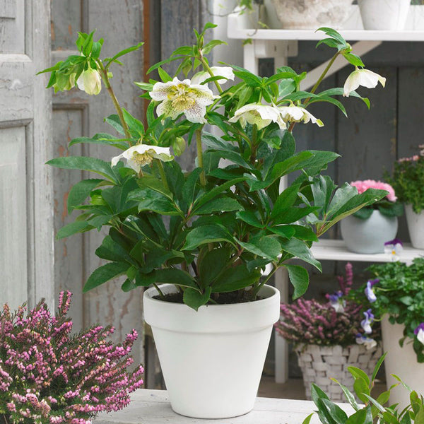 Helleborus 'White Tutu'