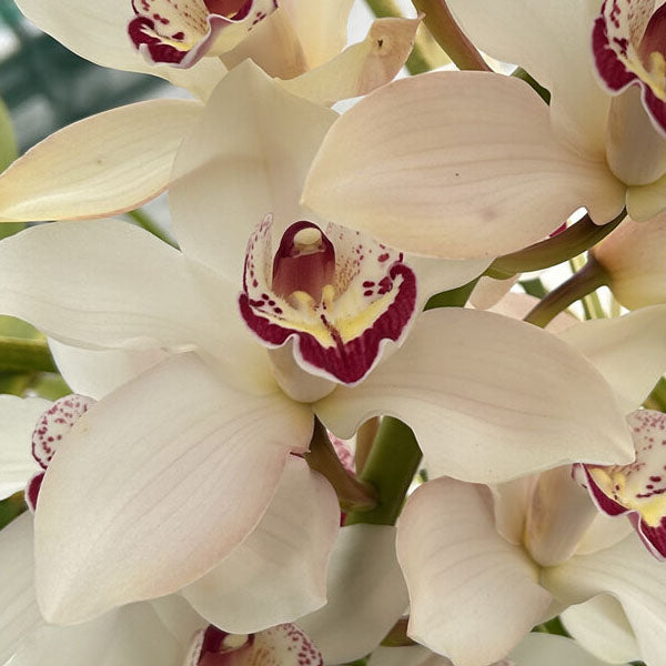Cymbidium Orchid 'Geisha Girl'