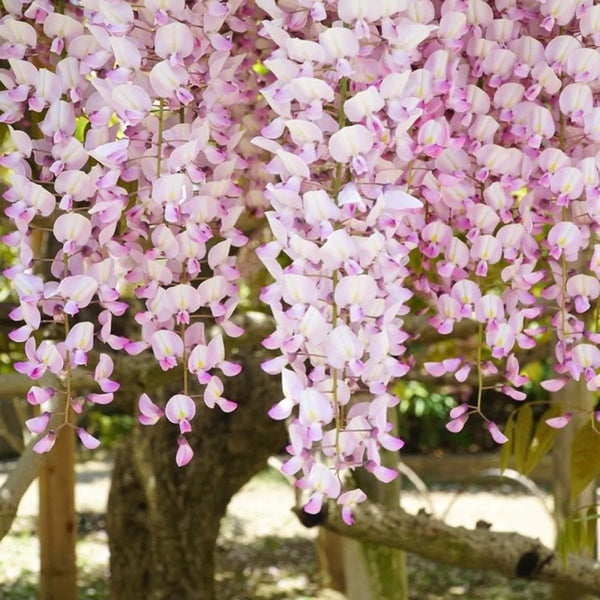 Wisteria Lipstick