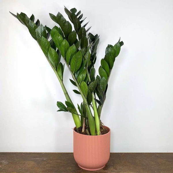Zamioculcas zamiifolia
