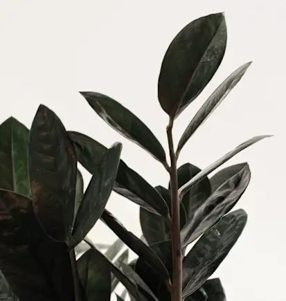 Zamioculcas zamiifolia Black