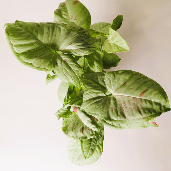 Syngonium Confetti