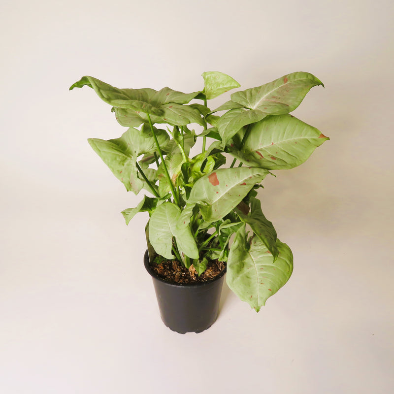 Syngonium Confetti