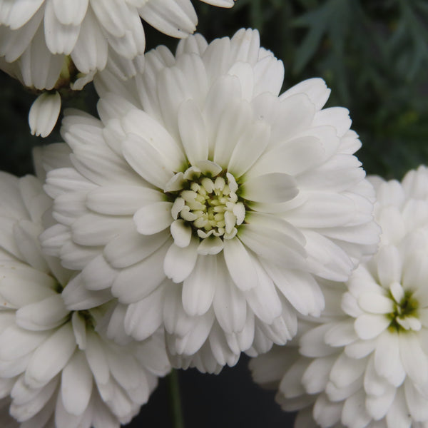 Federation Daisy Summersong White