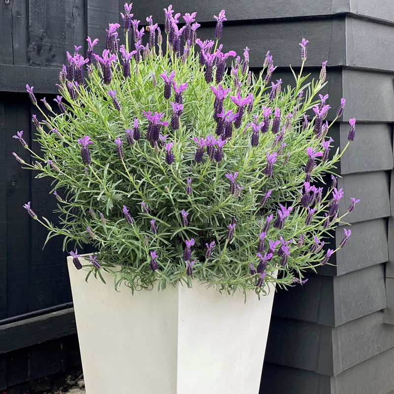 Lavender Major