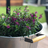 Cuphea Floriglory | Diego