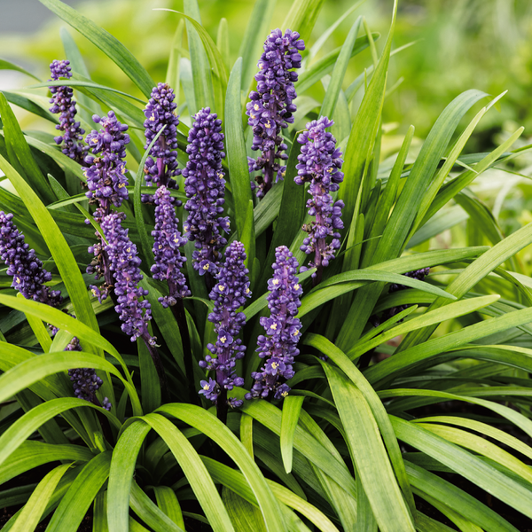 Liriope - Royal Purple