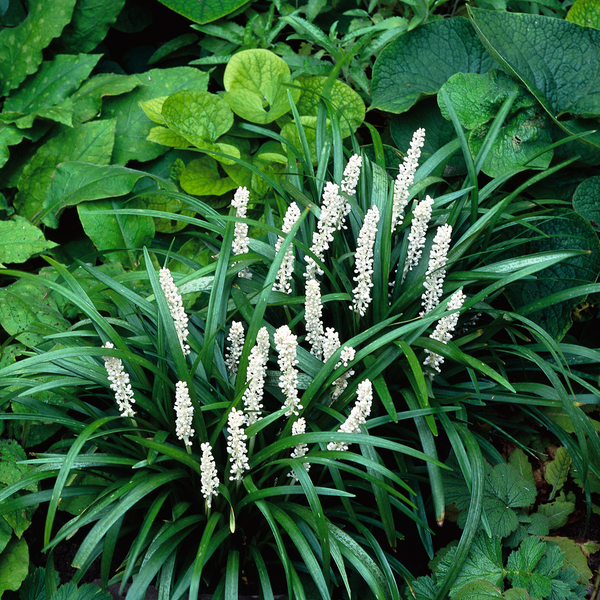 Liriope Munroes White