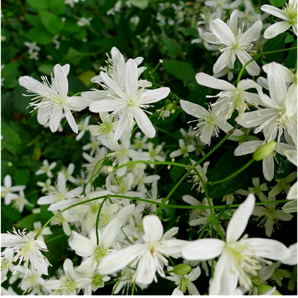 Clematis Paniculata