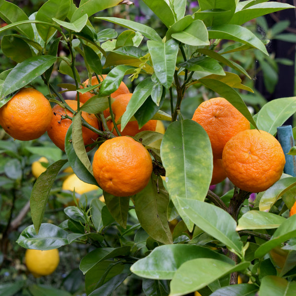Mandarin Silverhill