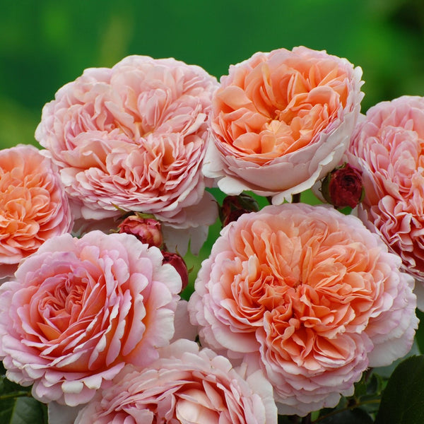 Rose Abraham Darby