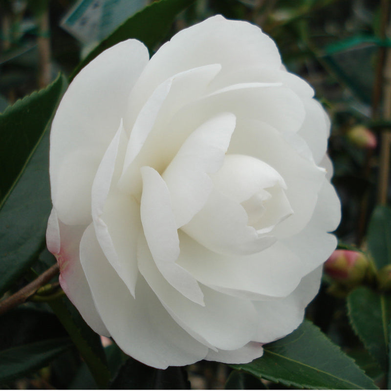 Camellia Early Pearly