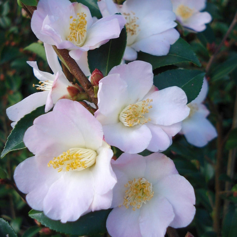 Camellia Fairy Blush