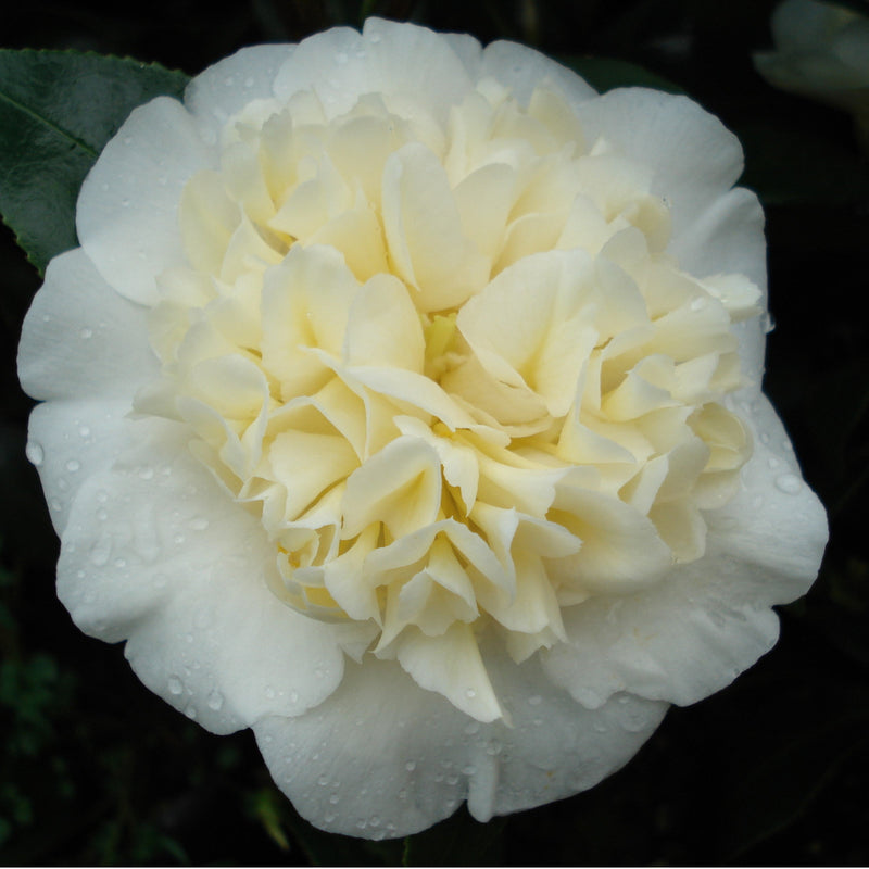 Camellia Jurys Yellow