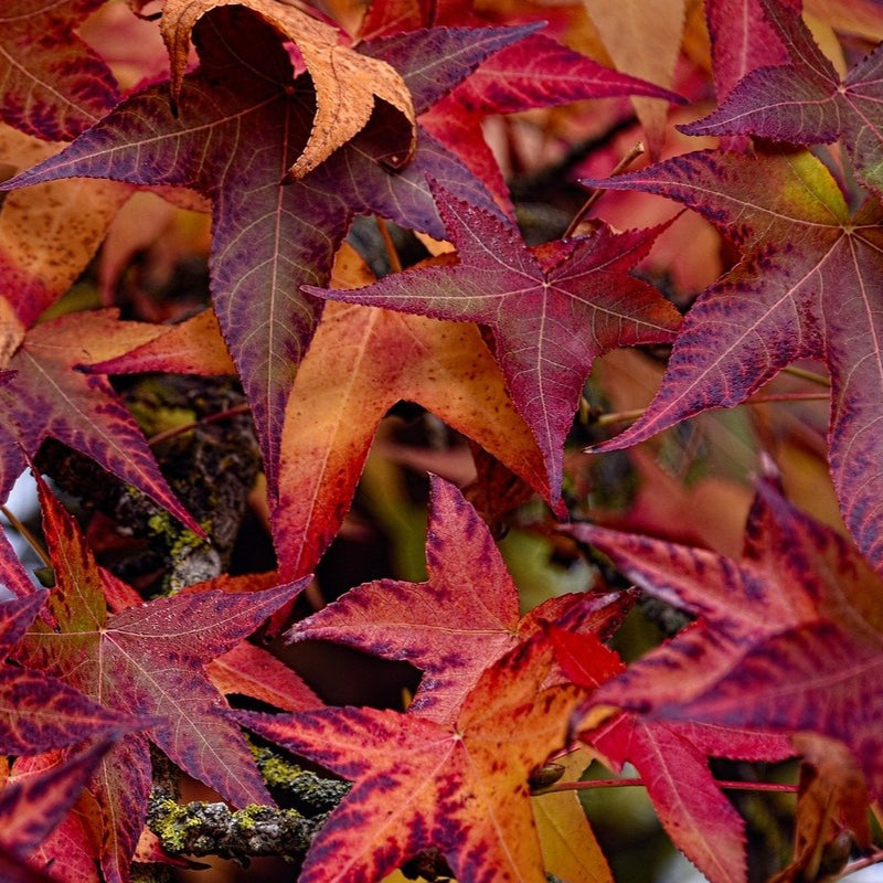 Liquidambar 'Gumball' 90CM STD