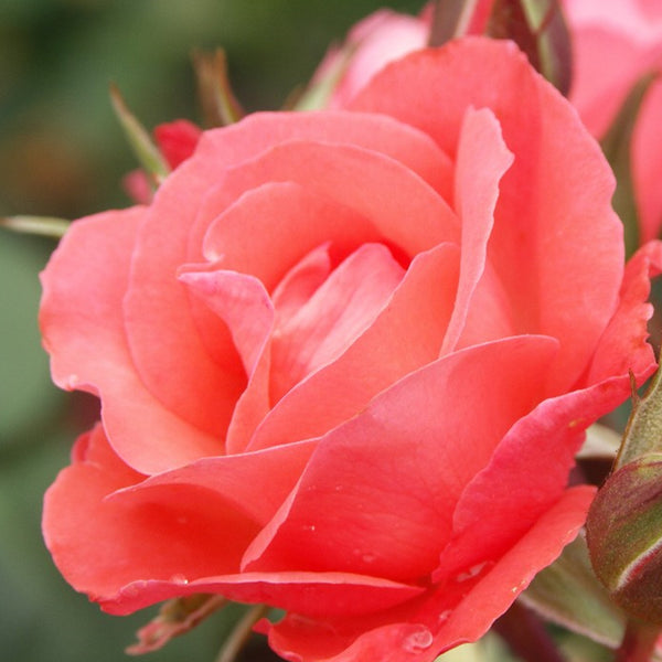 Patio Rose Little Miss Perfect