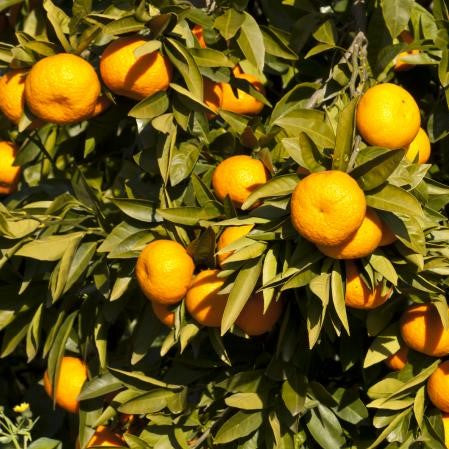 Citrus Mandarin Miho
