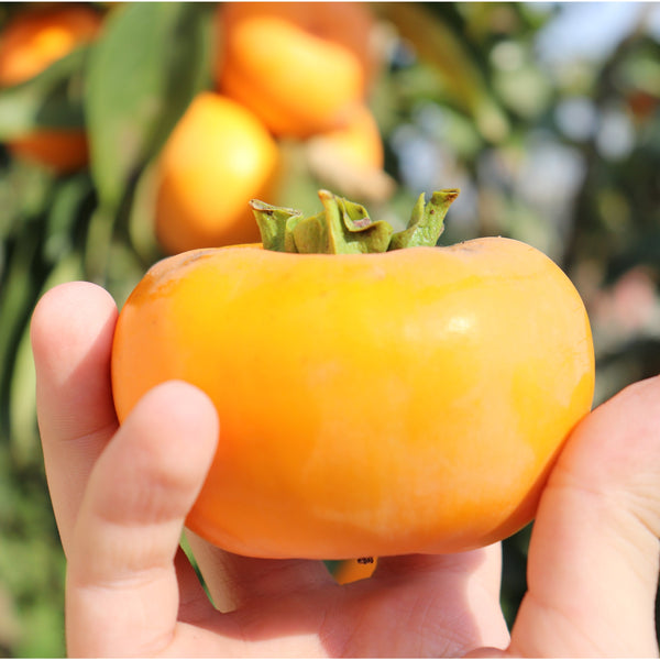 Persimmon Fuyu