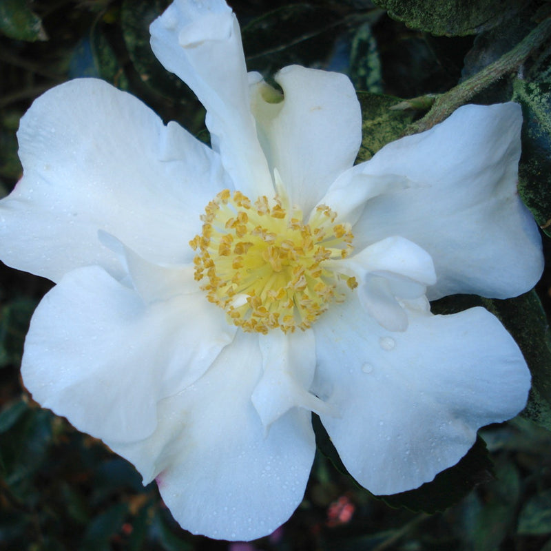 Camellia Setsugekka