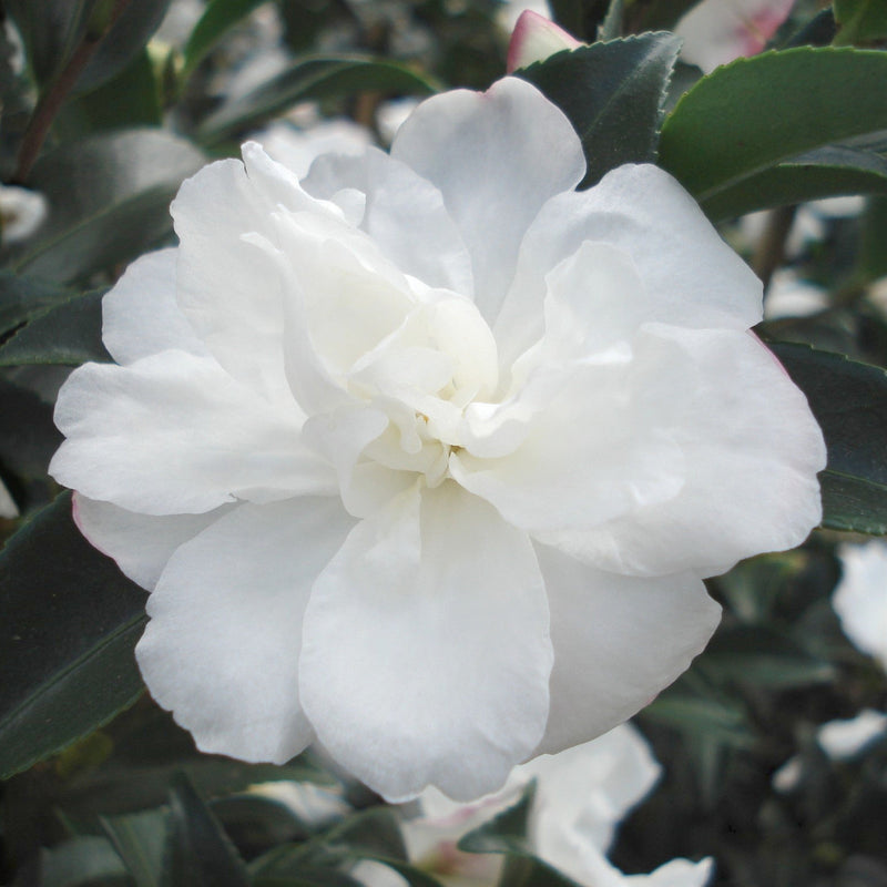 Camellia Silver Dollar