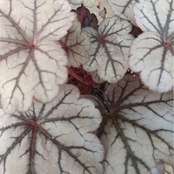 Heuchera Sugar Plum