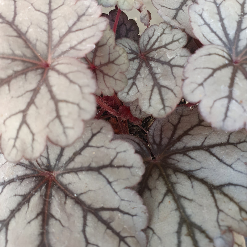 Heuchera Sugar Plum