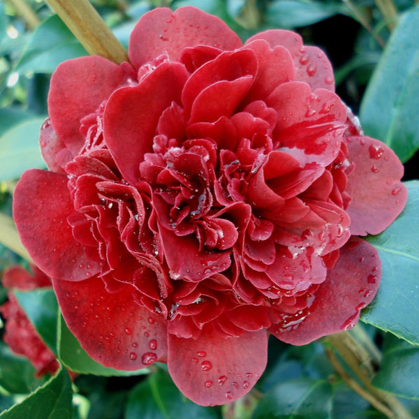 Camellia Takanini