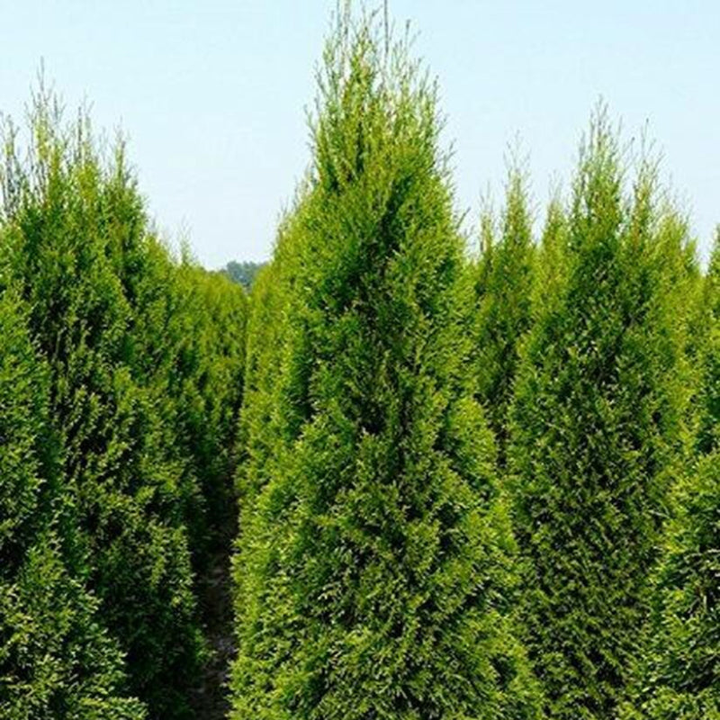 Thuja Occidentalis Smaragd