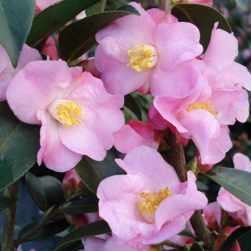 Camellia Transnokoensis Pink