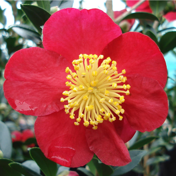 Camellia Yuletide