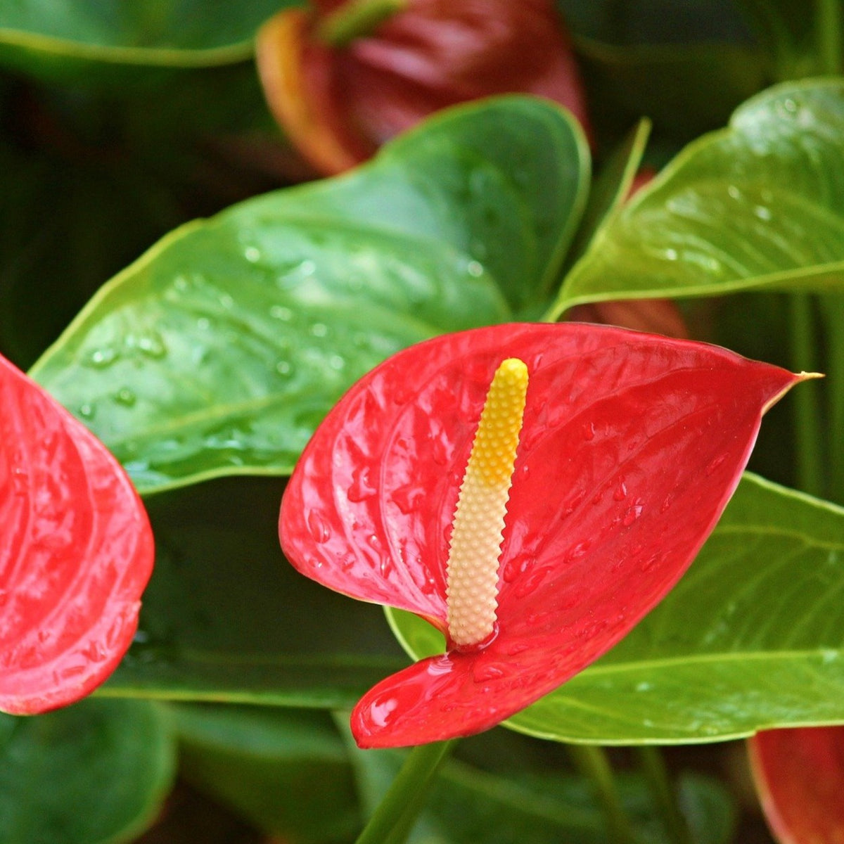 anthurium nz Anthurium