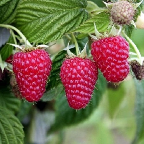Raspberry Aspiring