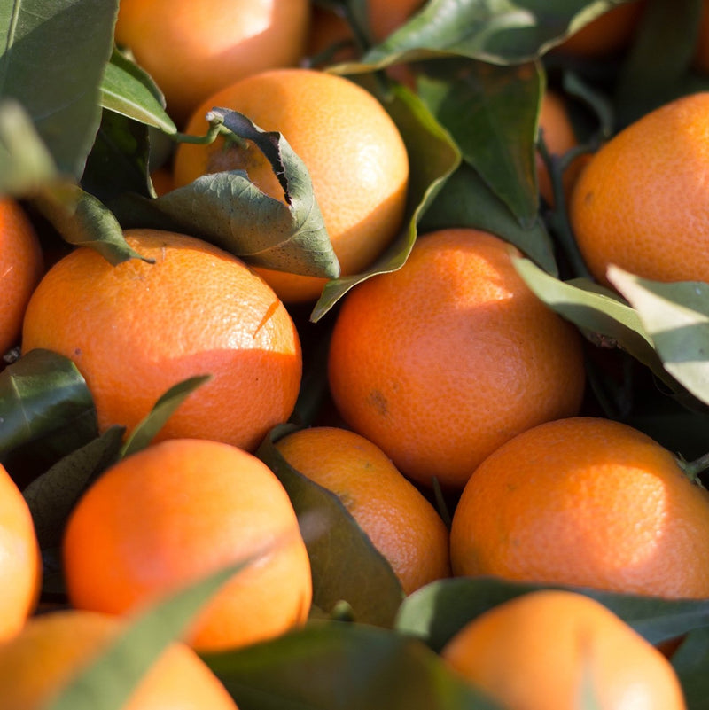 Mandarin Clementine